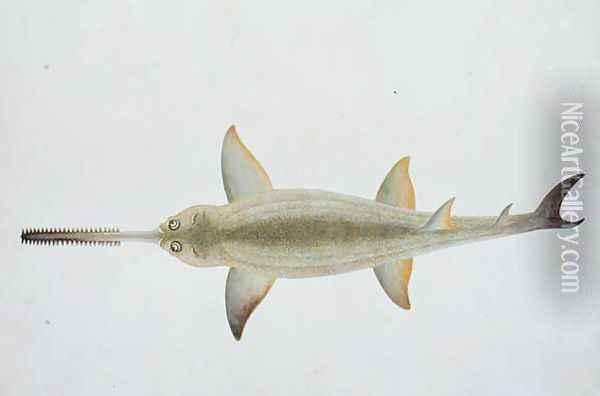 Sword Snouted Shark, Eeu parrang, Squalus poristis, from 'Drawings of Fishes from Malacca', c.1805-18 Oil Painting - Anonymous Artist