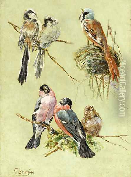 Bird Studies Oil Painting - Fidelia Bridges