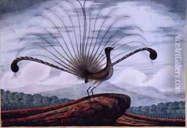 Lyrebird mamura superba Oil Painting - T.R. Browne