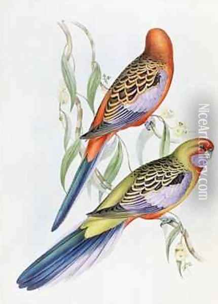 Platycercus Adelaidae from the Birds of Australia Oil Painting - John Gould