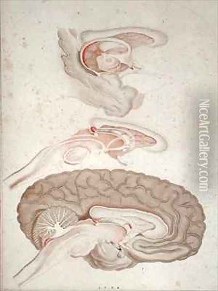 Cross-section of the Brain Oil Painting - Alexandre Briceau