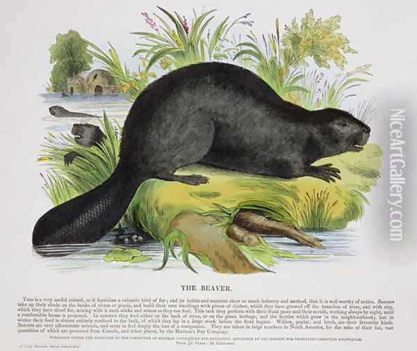 The Beaver, educational illustration pub. by the Society for Promoting Christian Knowledge, 1843 Oil Painting - Josiah Wood Whymper