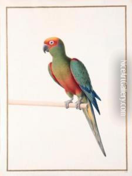 Conure A Tete D'or - 
Golden-capped Conure - Aratinga Auricapilla Aurifrons. Native To Brazil Oil Painting - Nicolas Robert