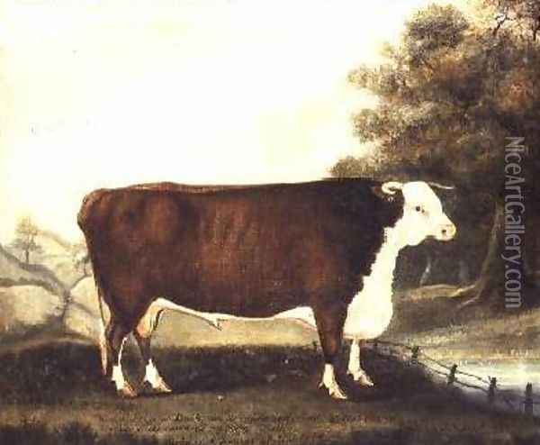 Prize Bull 10 Years Old Named Sovereign Bred by Mr Hewer of Hardwick Salop Oil Painting - J. Miles