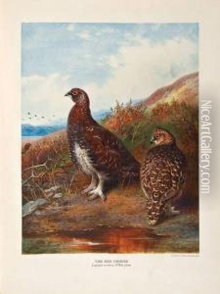 The Natural History Of British Game Birds Oil Painting - John Guille Millais