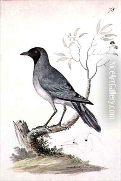 f78 Black faced Cuckoo shrike Coracina novaehollandiae Oil Painting - William Ellis