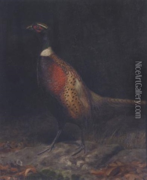 A Pheasant In A Forest Interior Oil Painting - Alexander Pope