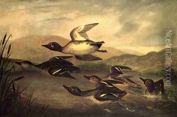 Wild Ducks Rising Oil Painting - John Woodhouse Audubon