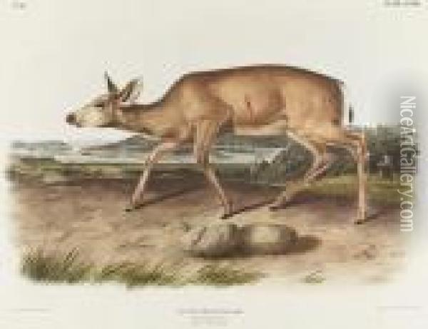 Black-tailed Deer, No. 16, Plate 78 Oil Painting - John James Audubon