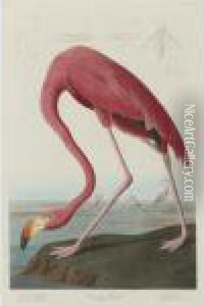 American Flamingo Oil Painting - John James Audubon