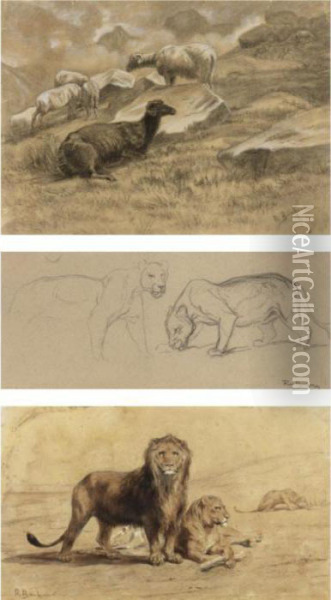 A Pair Of Lions, Sheep And Studies Of A Lioness Oil Painting - Rosa Bonheur