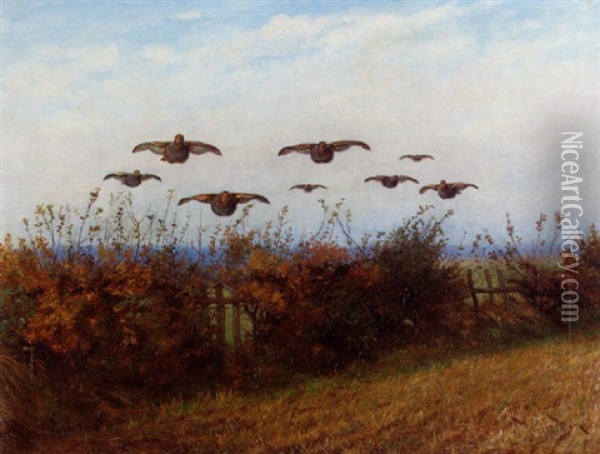 Partridges Flying Low Oil Painting - Wright Barker