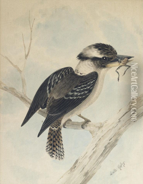 Kookaburra With A Frog Oil Painting - Neville, Will. Cayley Jnr.