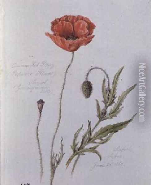Common Red Poppy Oil Painting - William James Linton
