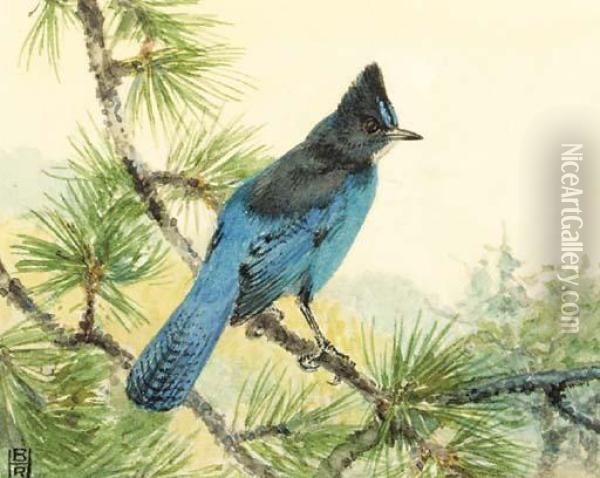 Stellar's Jay; Also Scrub Jay, Tufted Titmouse And Ash-throatedflycatcher Oil Painting - Robert Bruce Horsfall