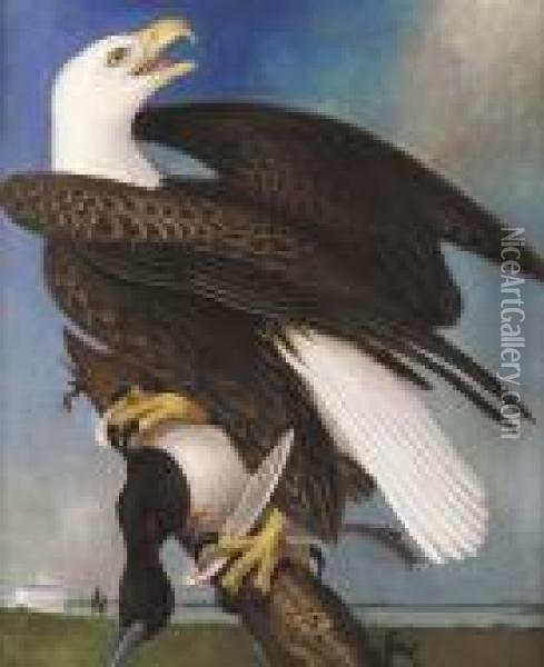 Louisiana Wild Life: After The Kill, American Bald Eagle With Duck Prey Oil Painting - George Louis Viavant