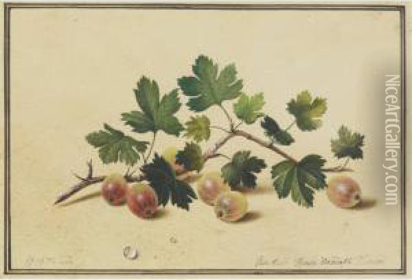Goosberrries Oil Painting - Feodor Petrovitch Tolstoi
