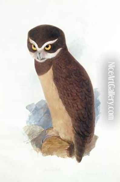 Spectacled owl Oil Painting - Edward Lear