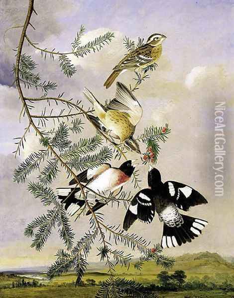 Rose Breasted Grosbeak Oil Painting - John James Audubon