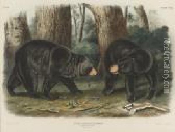 American Black Bear Oil Painting - John James Audubon