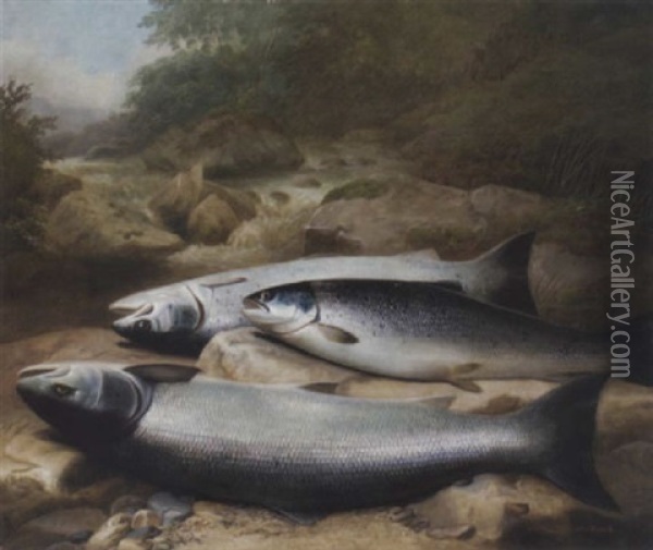 Three Salmon On A Rocky Riverbank Oil Painting - John Bucknell
