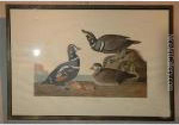 Harlequin Duck Oil Painting - John James Audubon