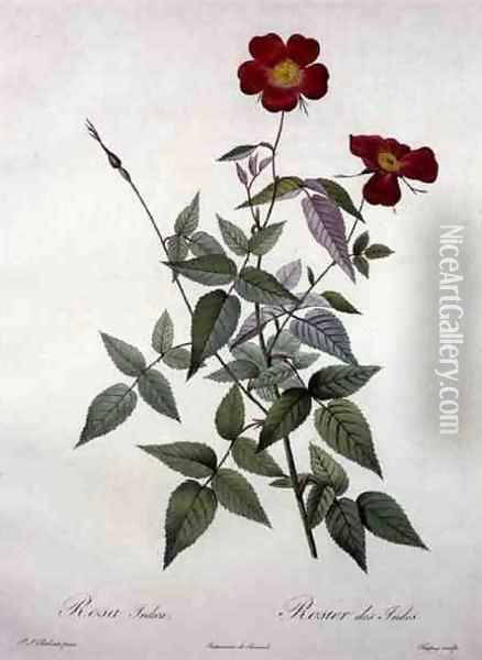 Rosa indica, engraved by Chapuy, from Les Roses, 1817-24 Oil Painting - Pierre-Joseph Redoute