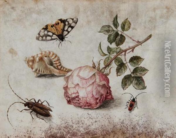 Una Rosa, Una Conchiglia, Una Farfalla E Dueinsetti Oil Painting - Margaretha De Heer