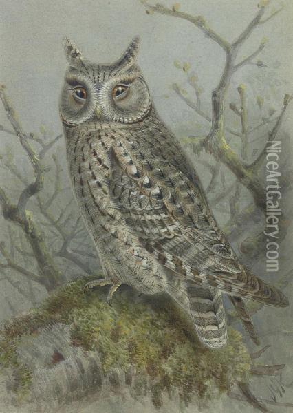 Scops Owl Oil Painting - Johan Gerard Keulemans