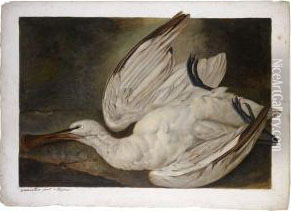 A Dead Spoonbill Oil Painting - Jacob Xavier Vermoelen