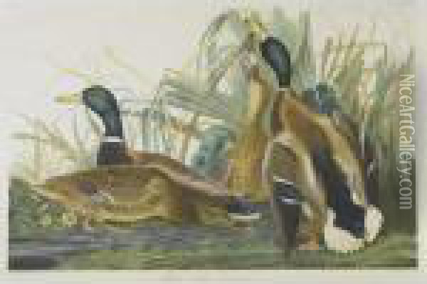 Mallard Duck (plate 385) Oil Painting - John James Audubon