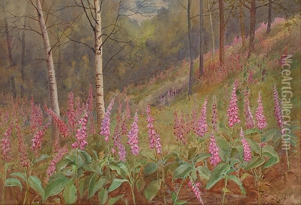 Fox Gloves Among Silver Birches Oil Painting - David Gould