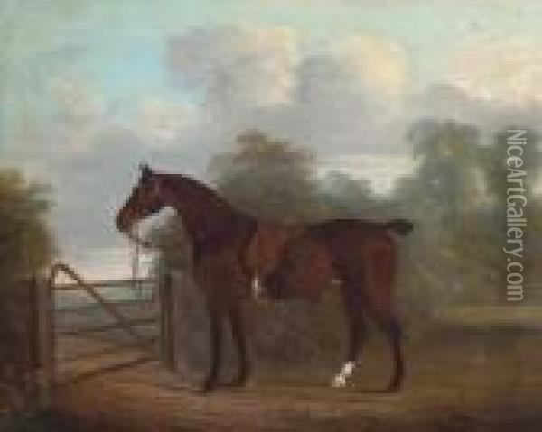 A Saddled Bay Hunter Tethered To A Gate, In A Woodedlandscape Oil Painting - Clifton Tomson