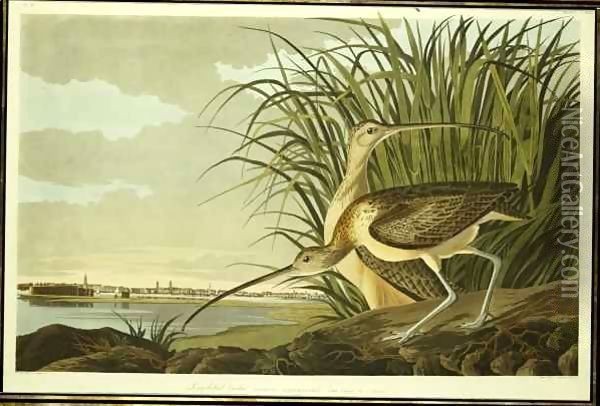 Male and Female Long Billed Curlew (Numenius Americanus) with the City of Charleston behind Oil Painting - John James Audubon