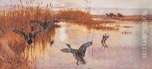 Mallards Taking Off Oil Painting - Frank Southgate