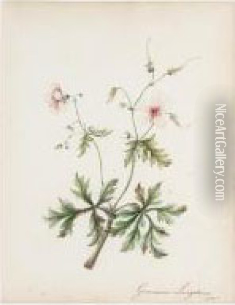 Study Of An African Bladder Hibiscus; Study Of A Geranium Oil Painting - Thomas Sen Robins