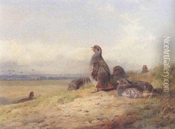 Red Partridges Oil Painting - Archibald Thorburn