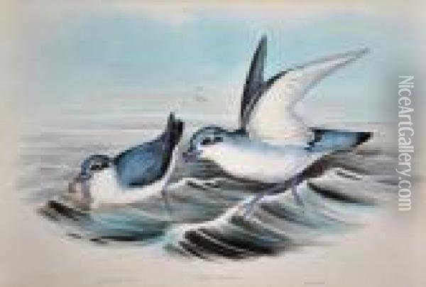 Trion Turtur Oil Painting - John H. Gould