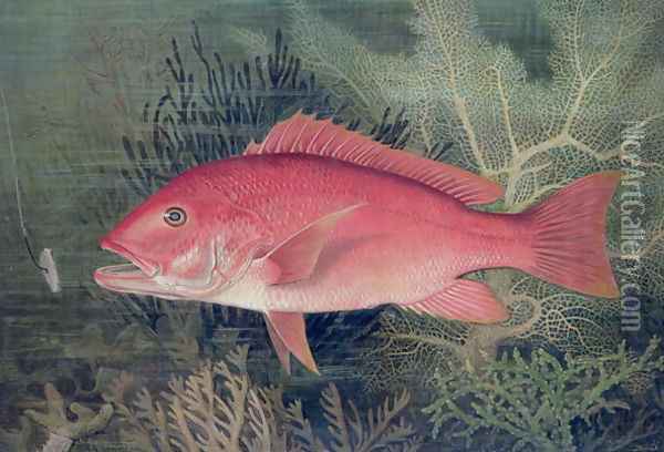 Red Snapper from Game Fishes of the United States Oil Painting - S.A. Kilbourne