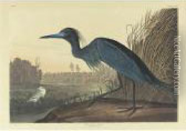Blue Crane Or Heron (plate 307) Oil Painting - John James Audubon