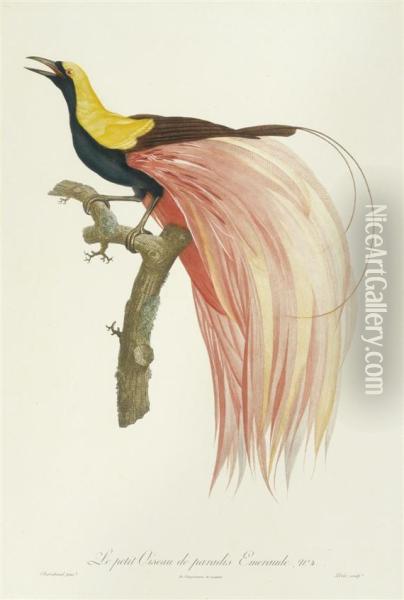 Le Petit Oiseau De Paradis Emeraude No.4. Oil Painting - Jacques Barraband
