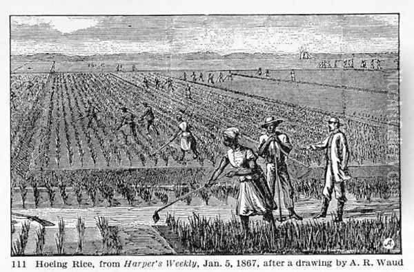 Hoeing Rice, illustration from Harpers Weekly, 1867, from The Pageant of America, Vol.3, by Ralph Henry Gabriel, 1926 Oil Painting - Alfred R. Waud