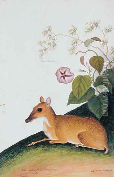 Poko Kelcdik (Sweet Potatoes) Plando ko, from 'Drawings of Animals, Insects and Reptiles from Malacca', c.1805-18 Oil Painting - Anonymous Artist
