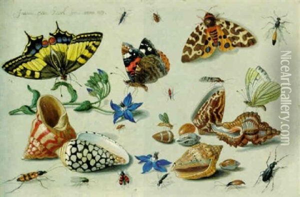 A Swallowtail, A Red Admiral And Other Insects, Harebell Flowers And Assorted Shells Oil Painting - Jan van Kessel the Elder