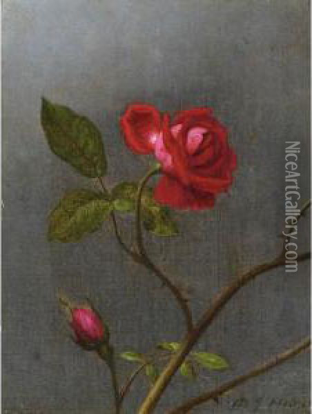 Red Rose With Rosebud Oil Painting - Martin Johnson Heade