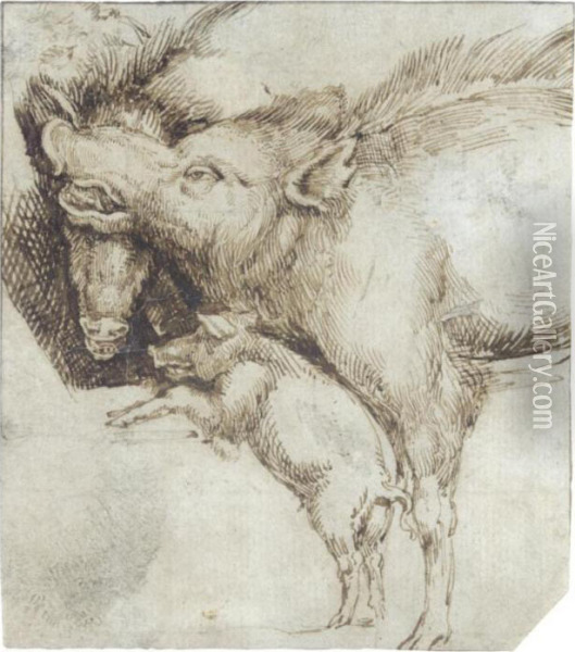 Study Of Two Swine And A Piglet Oil Painting - Albrecht Durer