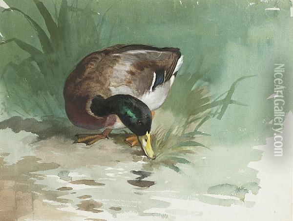A Mallard Drake Feeding At A The Water's Edge Oil Painting - Archibald Thorburn