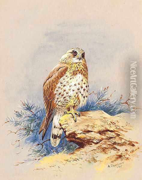 A Kestrel perched on a Rock Oil Painting - Archibald Thorburn