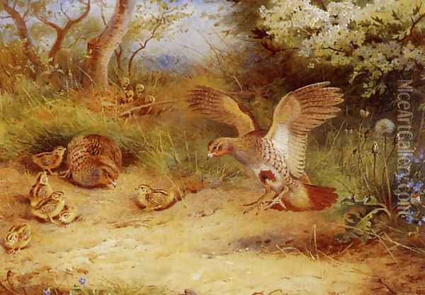 Summer Partridge and Chicks Oil Painting - Archibald Thorburn