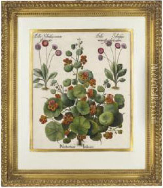 Nasturtium Indicum; And Ceruicariamaior Syluestris Oil Painting - Basilius Besler